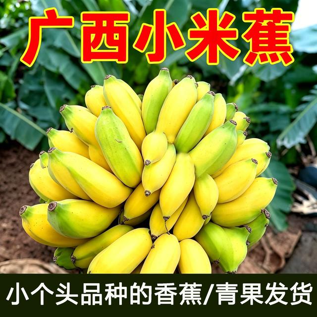 广西正宗小米蕉5斤新鲜香蕉芭蕉当季水果香焦自然熟农家自种整箱商品图