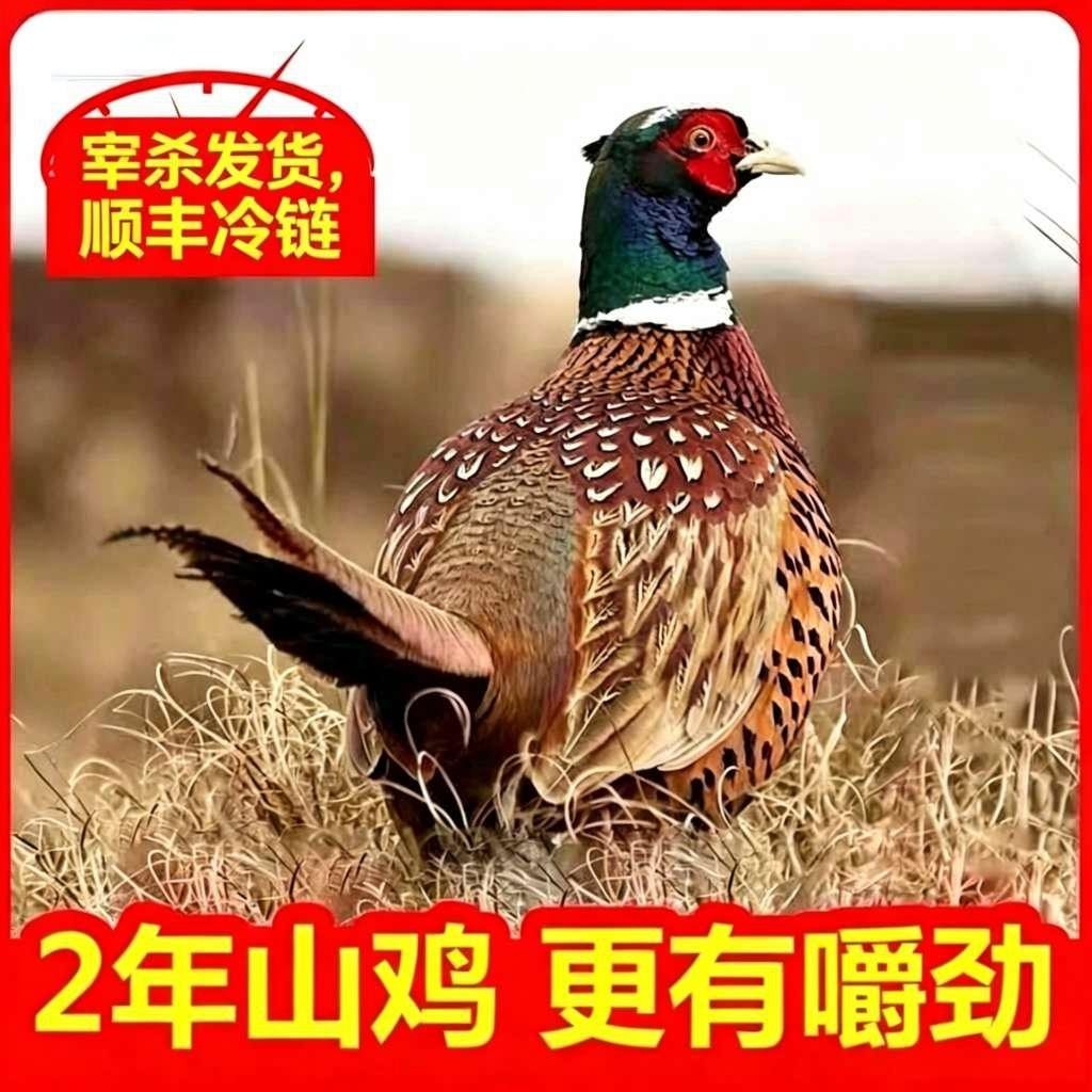 【农场直发】散养七彩山鸡顺丰冷链包邮  杀好发货商品图