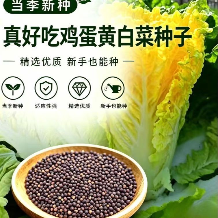 【鸡蛋黄奶油白菜种子】阳台盆栽庭院小菜园四季种耐热耐寒蔬菜种子商品图