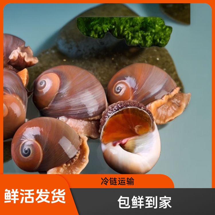 连云港发货 猫眼螺 (新鲜发货，包鲜不包活)2斤/3斤/4斤/5斤装 商品图