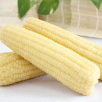 【东北26年头茬白糯玉米】整箱14根9.5斤-10斤试吃6根单根280-380克商品图
