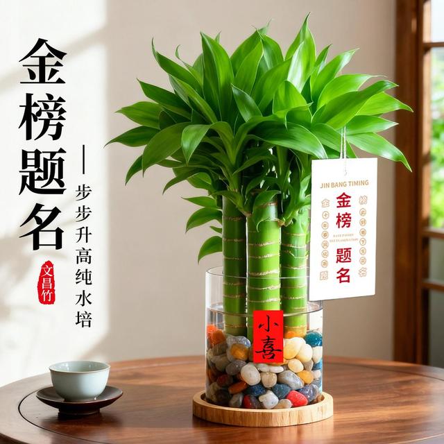 文昌竹4支金榜题名水培绿植室内书桌办公室桌面富贵竹盆栽好养活商品图