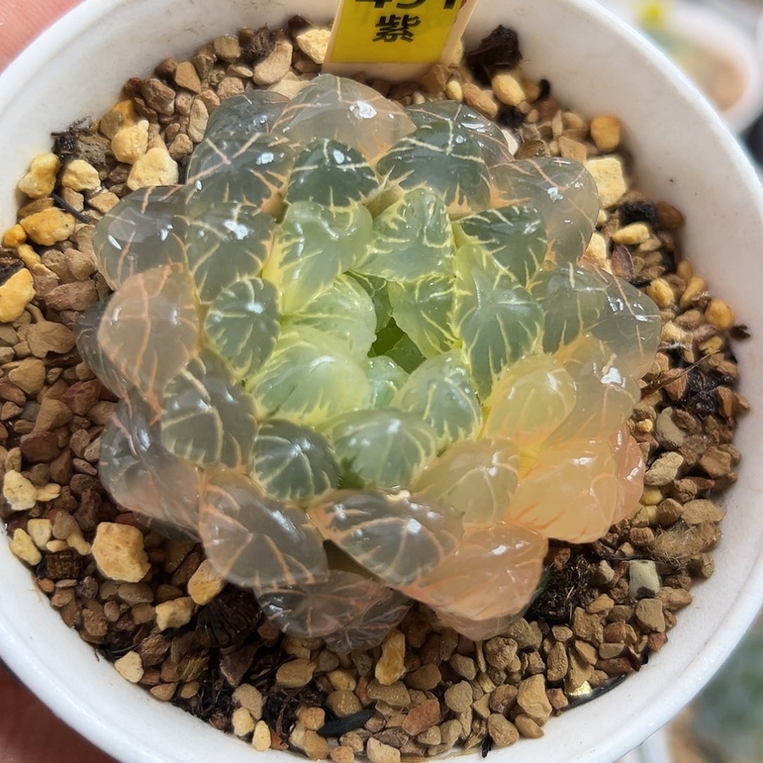 491糊斑湖水玉露锦一物一拍商品图