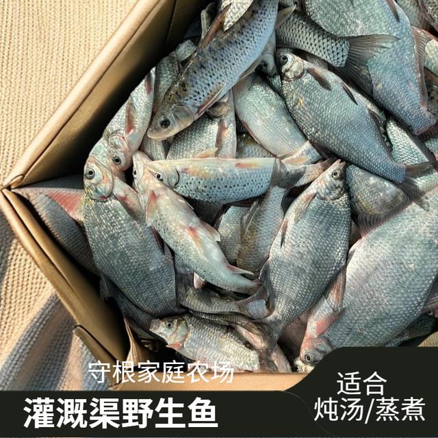 野生鱼鳜鱼黄鳝鲈鱼【守根家庭农场】杂鱼新鲜活鱼现杀淡水小河鱼商品图