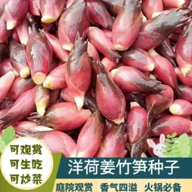 【新品！】食用洋荷芽种球四季种植家庭阳台小院盆栽地栽yc商品图