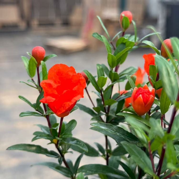 带花苞发货【紫玉石榴盆栽】阳台地栽庭院观赏花卉好养多年生木质化商品图