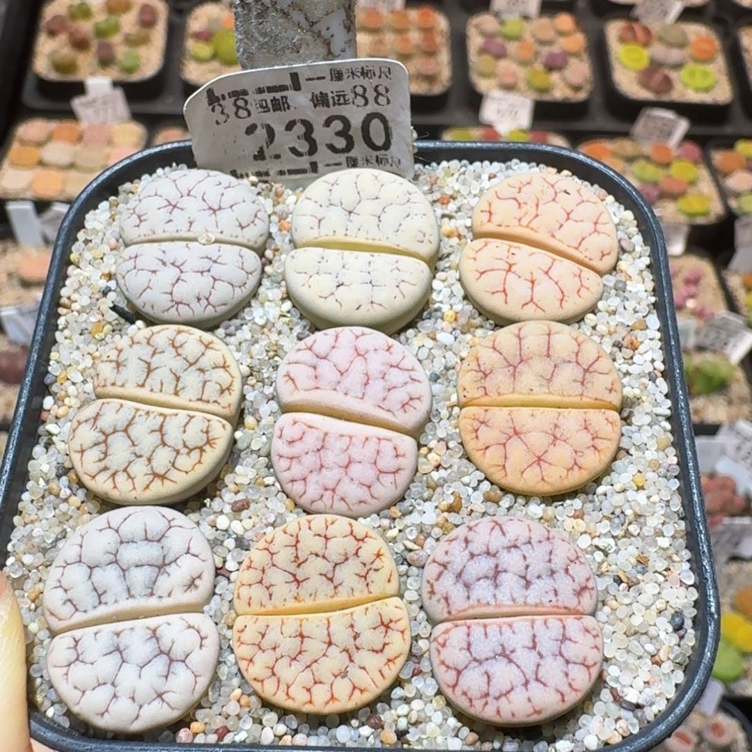 Ssss精品生石花2330商品图