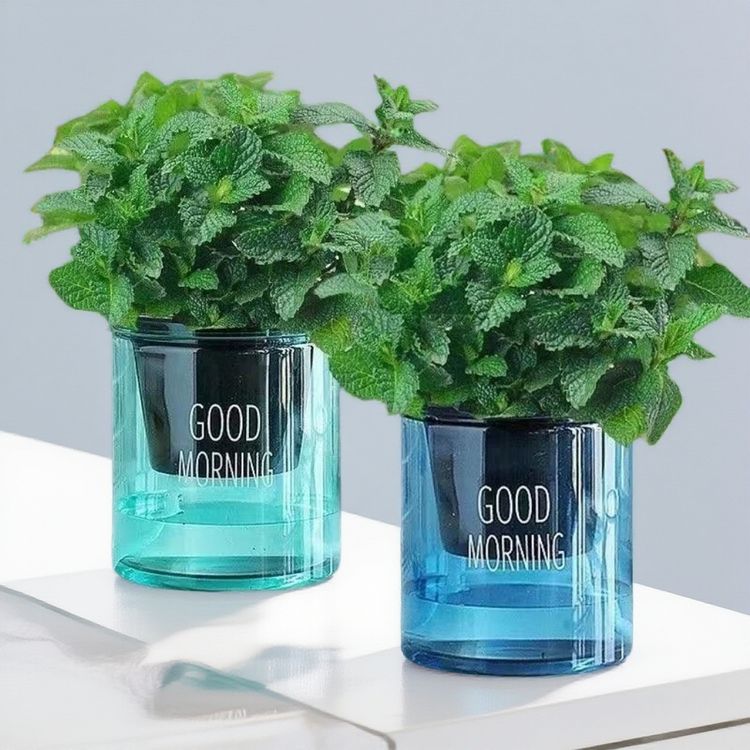 【清新薄荷】留兰香薄荷盆栽四季常青薄荷柠檬薄荷新鲜易活耐寒绿植商品图