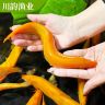 黄金泥鳅金龙鳅鱼缸观赏鱼冷水淡水鱼好养耐活的清道夫清洁工具商品图