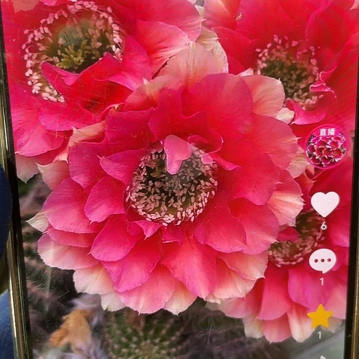丽花38 5+ 大侧芽满18包邮买三单随机赠一商品图