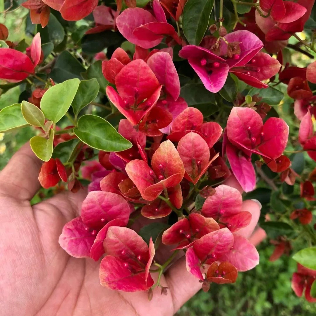 【甜西瓜】三角梅盆栽树苗四季开花直发三角梅苗勤花爬藤阳台好养商品图