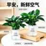 新JH【拍一发二套】金钻绿公主盆栽室内客厅桌面绿植商品图