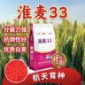 淮麦33国审高产小麦种子免费包衣头茬新种容重高角质麦分蘖力强商品图