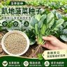 【S】抗寒趴地菠菜种子 大叶红根耐寒黑绿越冬抗病菠菜秋冬蔬菜种籽商品图