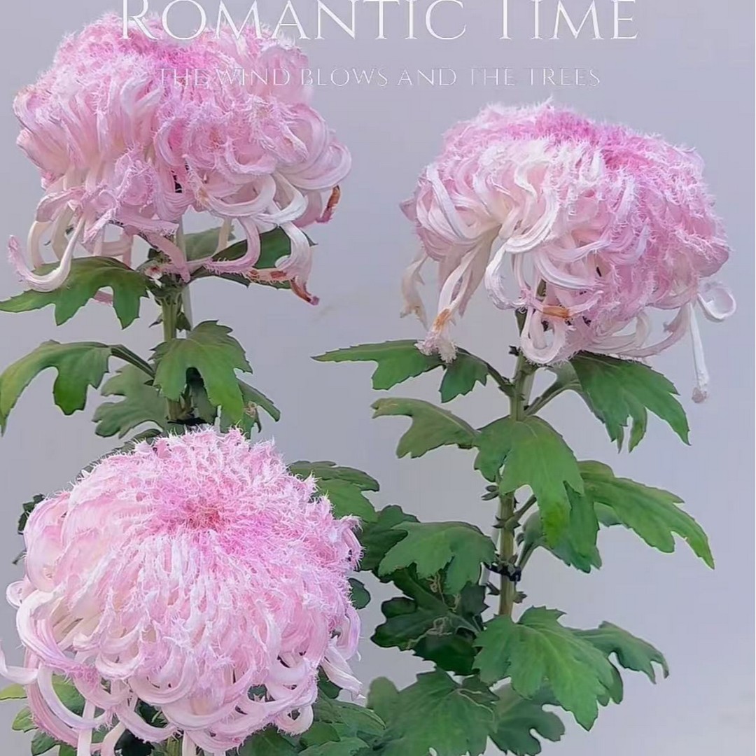 [鹅毛粉黛]半成品菊花 大菊带盆带土发货 九月富贵大菊商品图