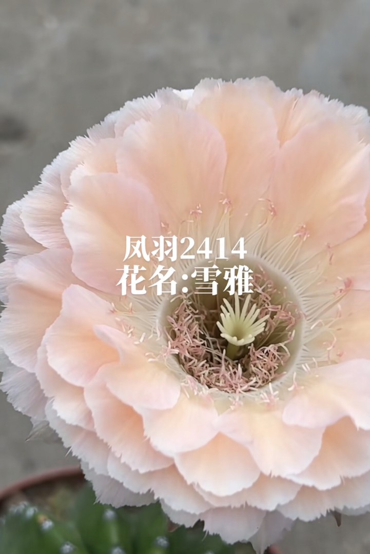 凤羽2414号二代无根侧牙3～4公分有斑商品图