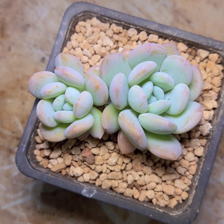 玉美人 双头 一物一拍 脱土发货 商品图