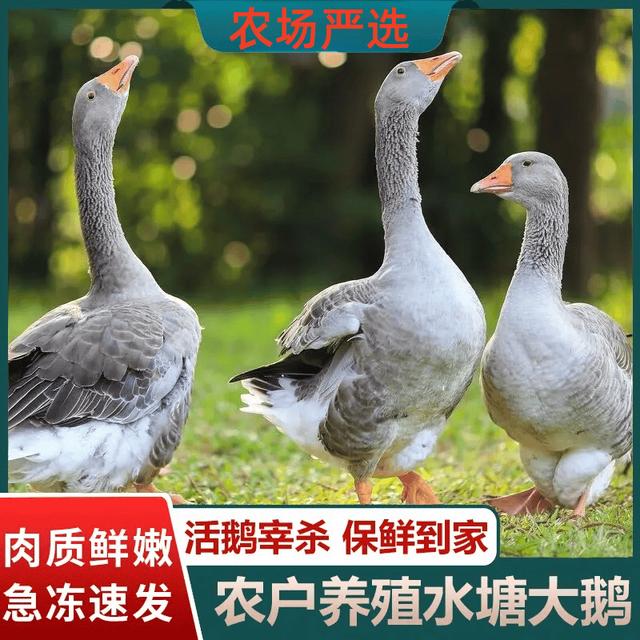 【鹅妹家】散养大灰鹅朗德鹅仔鹅现宰现发净重5斤左右含心肝 顺丰商品图