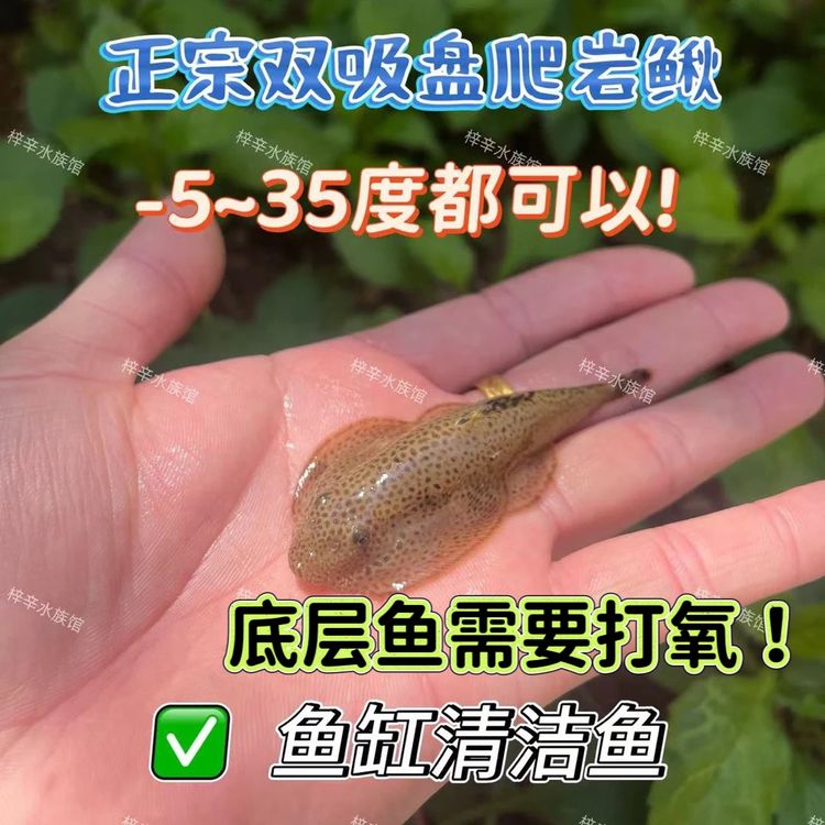 贵州爬岩鳅琵琶鱼冷水小提琴观赏鱼双吸盘除藻鱼观赏鱼好养耐活商品图