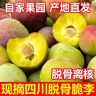【头茬脱骨李】正宗四川半边红脱骨李青脆李新鲜现摘当季茵红李子商品图