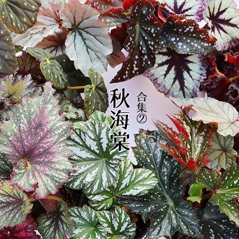 秋海棠新品一物一拍各种新品秋海棠室内阳台观赏花好养易活耐阴商品图