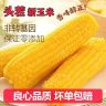 【整箱9斤-10斤】26年头茬东北真空黄糯玉米280克到手14棒试吃5棒商品图