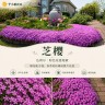 芝樱铺地樱花彩色花毯多年生宿根耐寒耐热耐干旱皮实好养易打理商品图