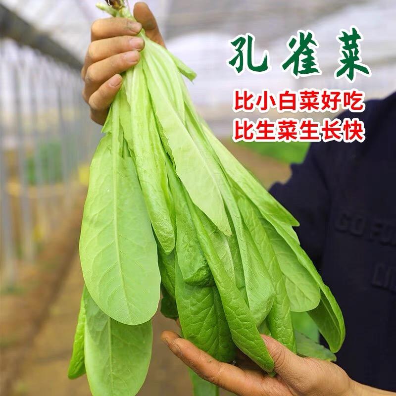 孔雀菜种子价格¥8.90佣金30.00%约¥2.67