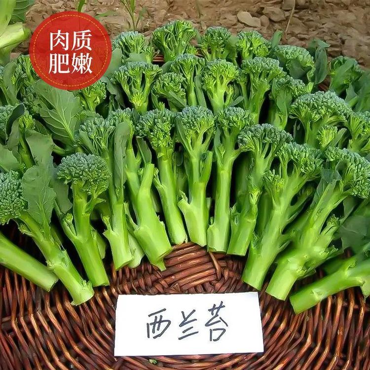 美味西兰苔种子营养西兰花菜种子高产抽苔花菜苔【今年新种】商品图
