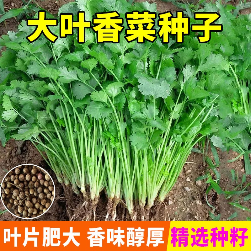 【全店满5包送一包】【大叶香菜种子】耐抽薹芫荽种籽蔬菜种子商品图