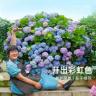 海蒂的花园无尽夏绣球多品适合庭院阳台花园盆栽苗室外栽种盆栽苗商品图