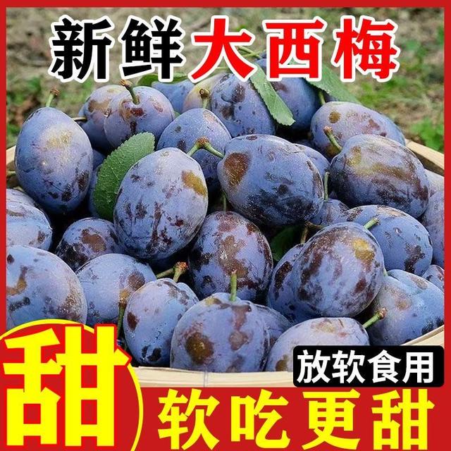 西梅新鲜水果老树采摘放软食用商品图