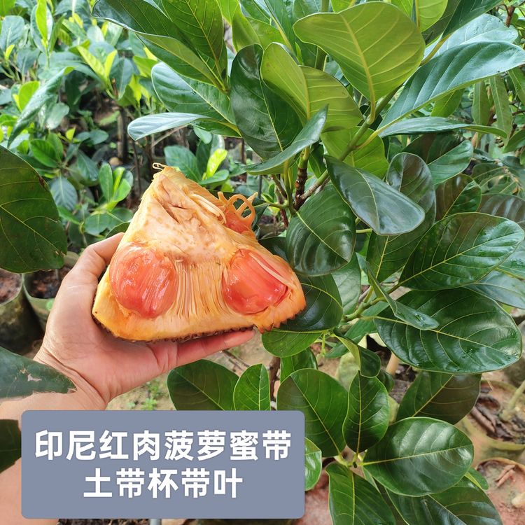 (顺丰包邮)印尼红菠萝蜜苗无胶黄金菠萝苗一物一拍嫁接果树苗带土商品图