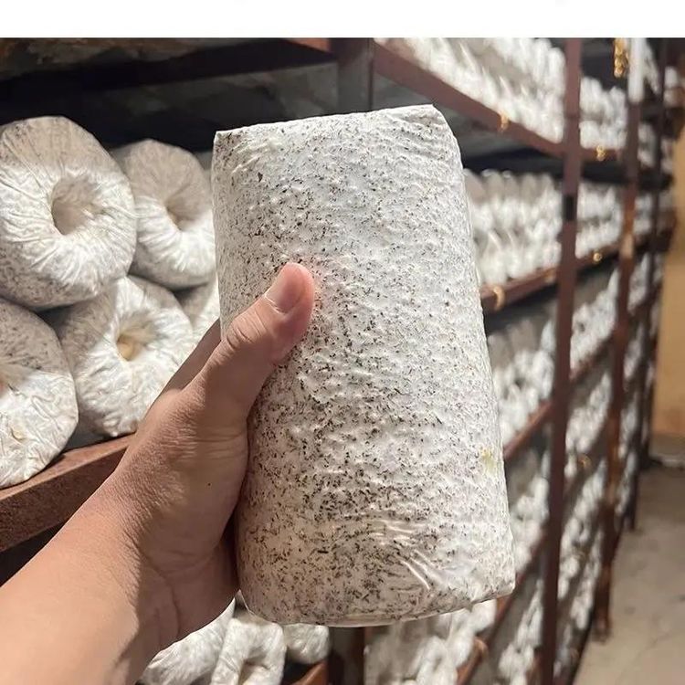 菌包家庭种植菌包种球易种易活室内阳台趣味种植菌菇包商品图