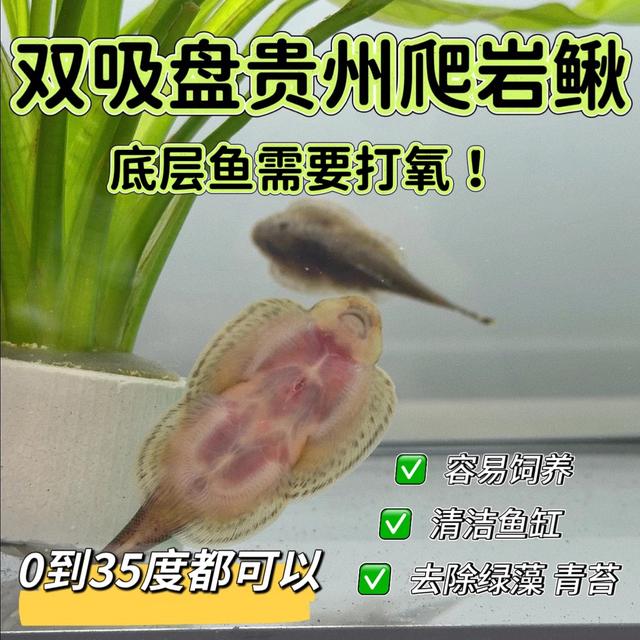 贵州爬岩鳅吸鳅琵琶鱼冷水鱼清洁鱼净化鱼缸除藻鱼观赏鱼好养耐活商品图