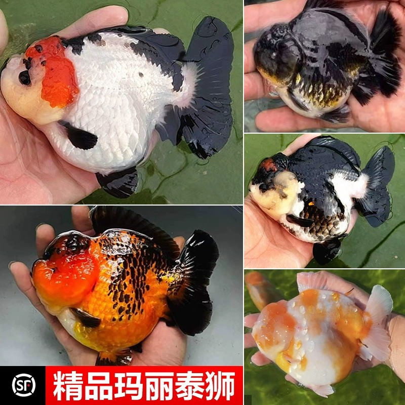 精品三色玛丽金鱼活鱼百褶观赏鱼高级易好养耐活冷水小金鱼苗商品图