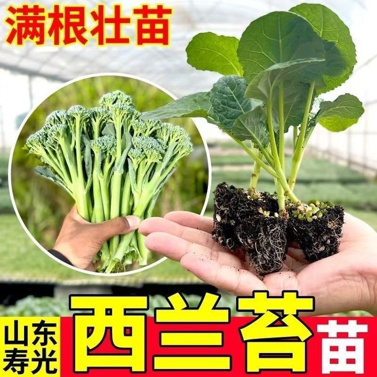【多茬采收甜杆西兰苔苗】易种阳台盆栽农家高产耐热耐寒蔬菜种子商品图