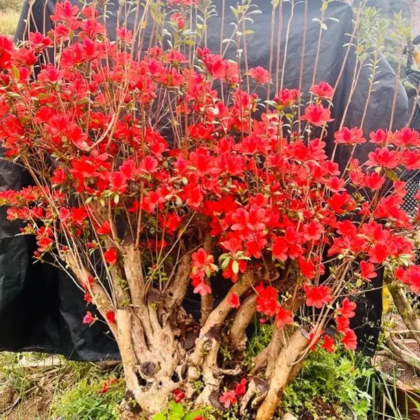 映山红，杜鹃花，金弹子，羊奶果各种盆景老桩商品图