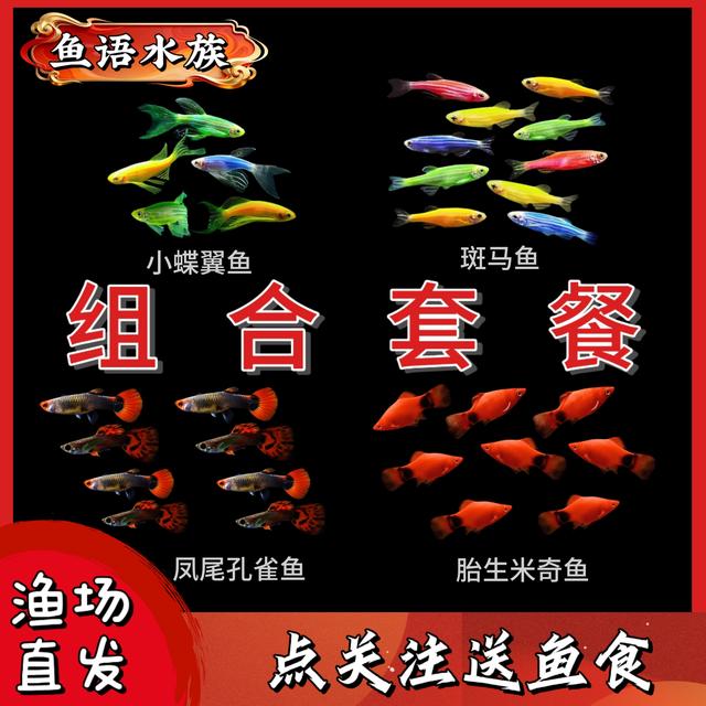 【送水草】孔雀斑马米奇蝶翼组合观赏鱼混养热带淡水小型鱼好养耐活商品图