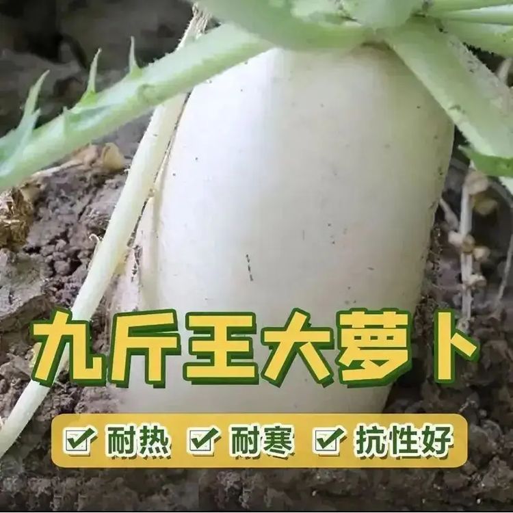 【九斤王萝卜】正品耐热白萝卜不空心四季播种蔬菜单质磷肥氮肥商品图