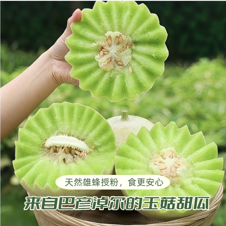 【气气专属】【来自内蒙大草原的】巴彦淖尔冰激凌玉菇16＋糖度保证商品图