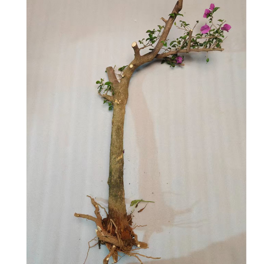 云南紫三角梅原生老桩（直播间一物一拍）室内室外盆栽地种易成活商品图