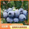 【买1斤送1斤】净重2斤云南花香蓝莓新鲜云南新鲜水果商品图