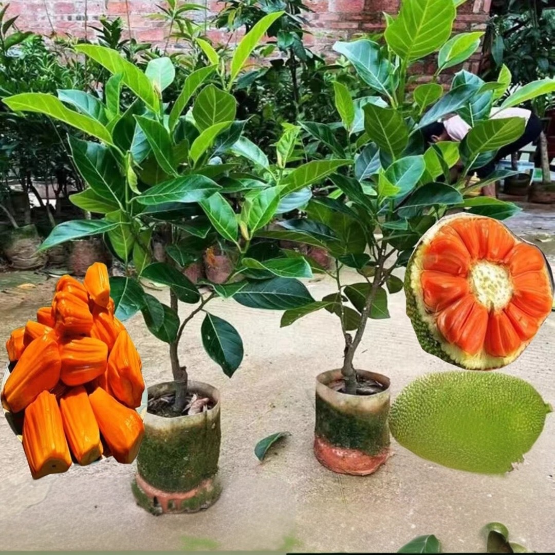 印尼红菠萝蜜果树苗木嫁接果肉干包脆甜带榴莲味印尼红肉菠萝蜜商品图
