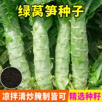 【全店满5包送一包】【莴苣种子】莴笋种子蔬菜种子商品图