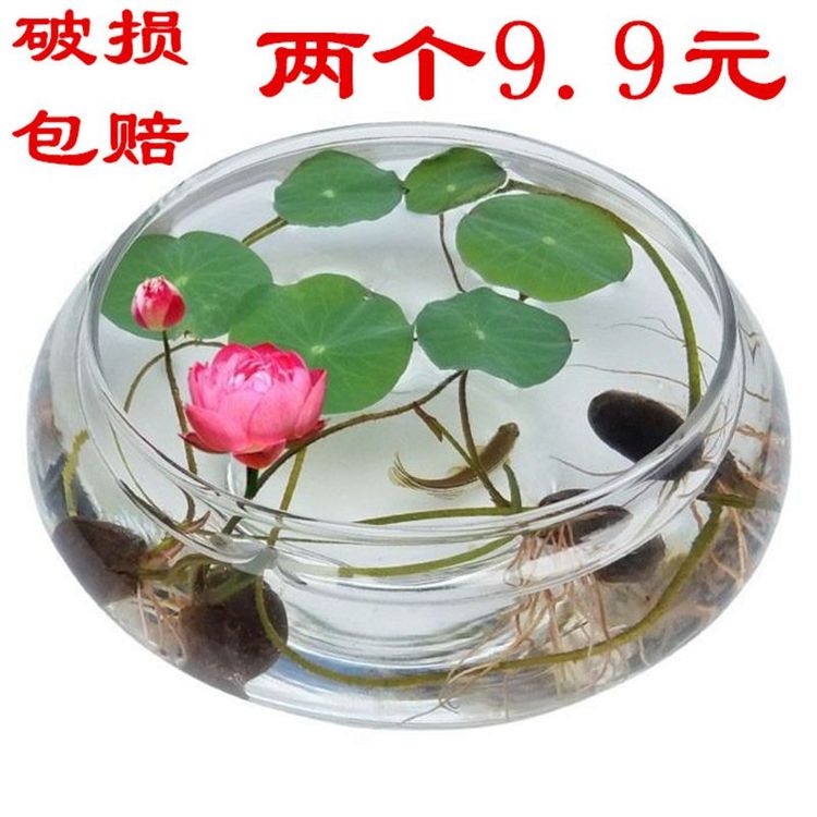 玻璃花瓶碗莲铜钱草水仙花盆水培花卉 绿植水养 客厅阳台桌面摆件商品图