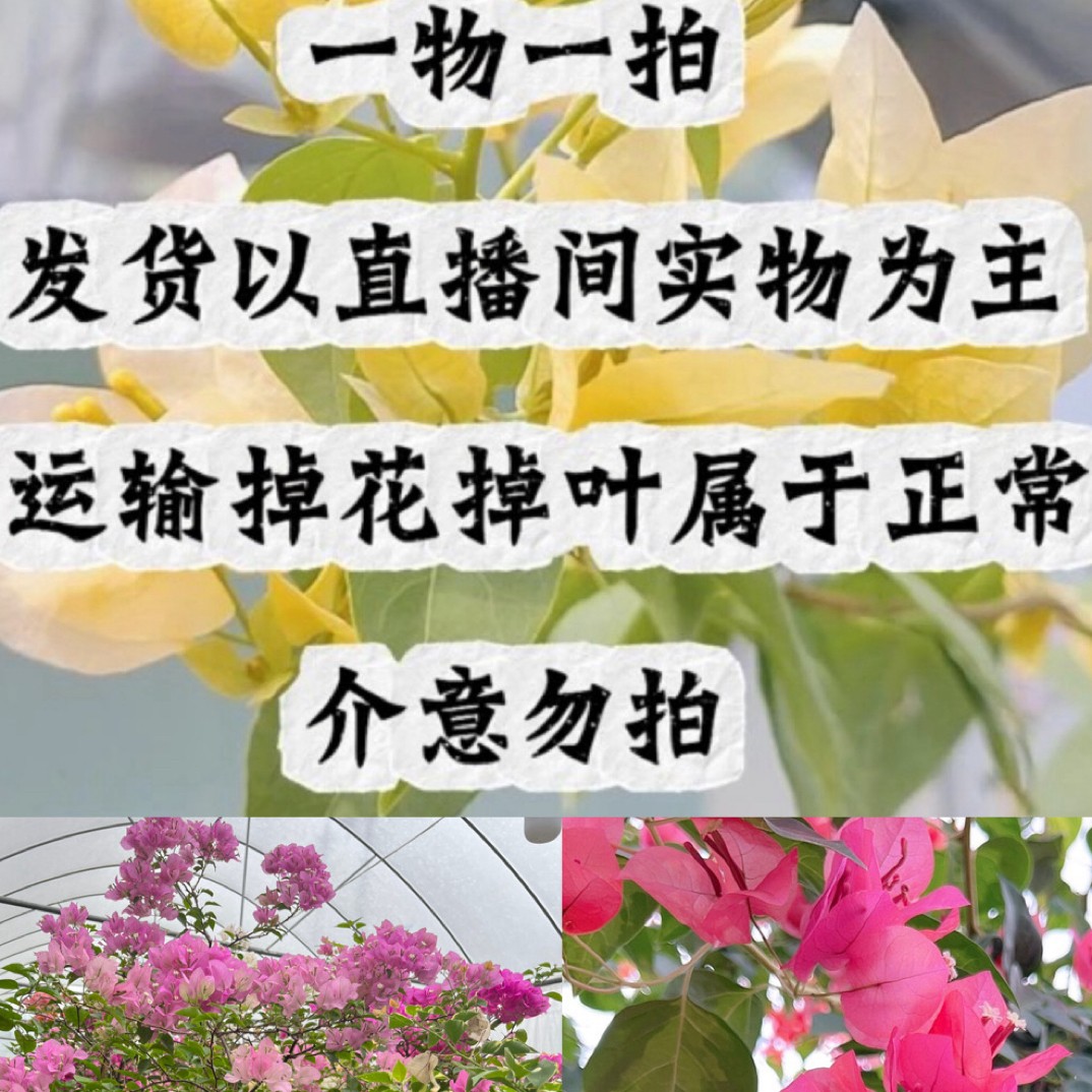 118-198综合链接三角梅一物一拍原盆原土发货苗情直播间选商品图