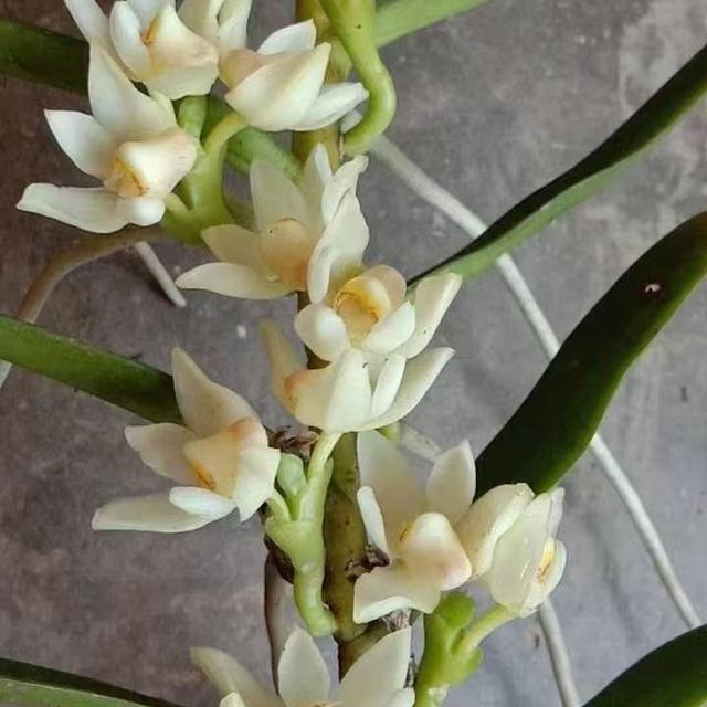 （朋斛湾）【水晶-万代兰】裸根花香花期长收藏品种商品图