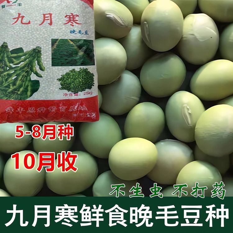 九月鲜大颗粒毛豆种子大粒晚熟重阳豆种孑青皮豆菜毛豆籽蔬菜种籽商品图