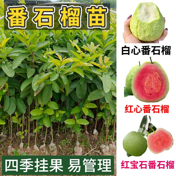 广西红心番石榴珍珠番石榴红宝石番石榴苗带土带叶可地栽盆栽商品图